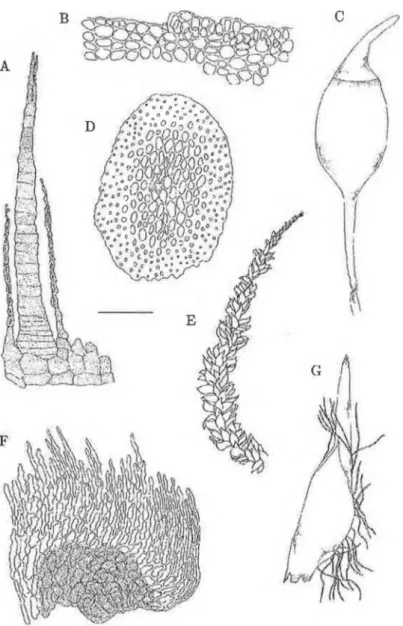figure  E  írom  Bryophyta  Hawaiica  Exsiccata  37;  Figure  F  írom  Allén  17364.