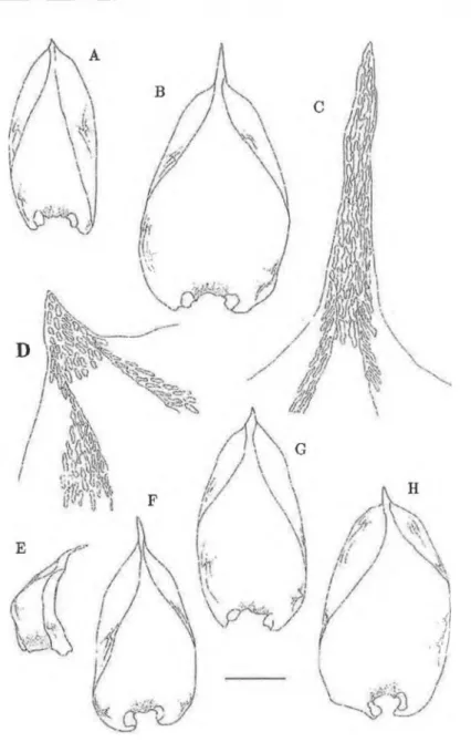 Figure  7.  Pilotrichella  mauiensis.  A,  B,  F-H.  beaves.  C  &amp;  D.  Leaf  apices