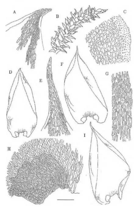 Figure  8.  Pilotrichella  reesei.  A.  Leaf apex  and  upper  margin.  B.  Habit.  C