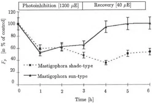 Fig.  2  Changes in maximai fluorescence level  (Fp)  at  a measuring light  intensity  of  200  /imol-2 s- 1 ,  during  photoinhibition  (at  1200  /xmol-2  s- 1 )  and  recovery  (at  40  /iE m &#34;2 s &#34; 1)