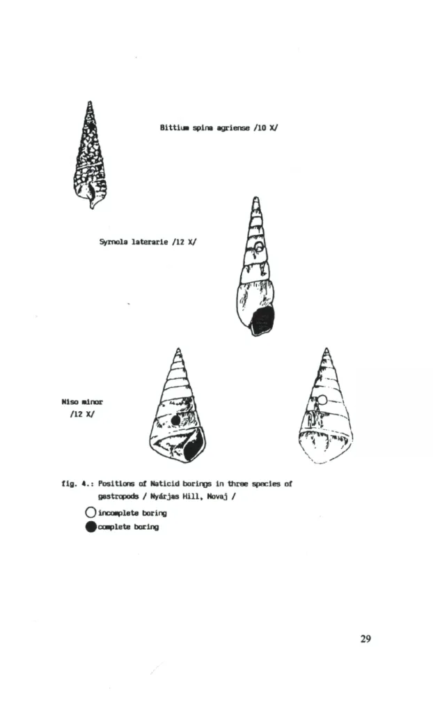 fig. 4.: Positions of Naticid borings in three species of gastropods / Nyárjas Hill, Novaj /