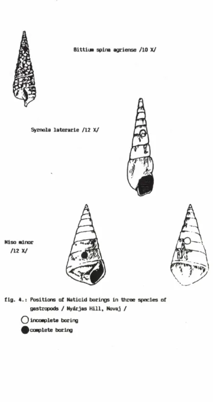 fig. 4.: Positions of Naticid borings in three species of  gastropods / Nyárjas Hill, Novaj / 