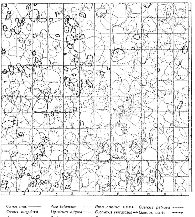 5. ábra A »SÍKFÖKÚT PROJECT „A&#34; NÉGYZE1  M A G A S CSERJESZINT3ÉNEK  LOMBVETÜLETE 1982-BEN 