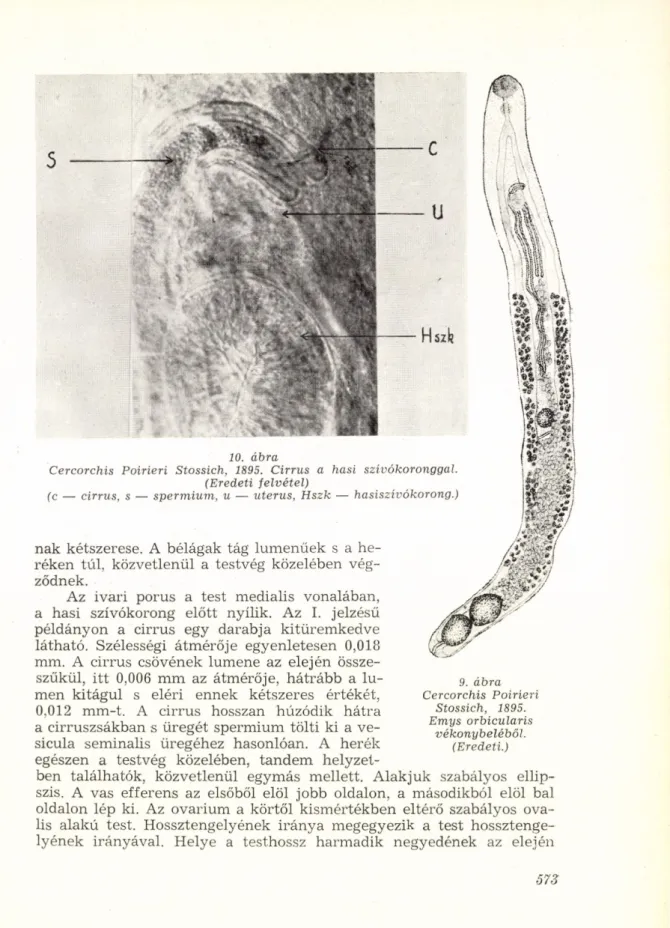 9. ábra  Cercorchis Poirieri  Stossich, 1895.  Emys orbicularis  vékonybeléből.  (Eredeti.) 
