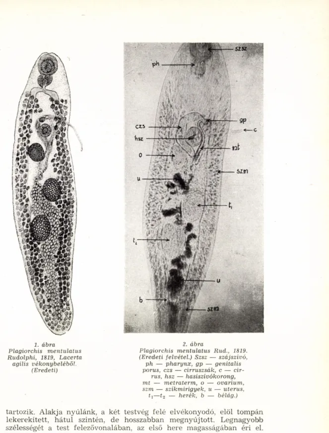 1. ábra  Plagiorchis mentulatus  Rudolphi, 1819, Lacerta  agilis vékonybeléből.  (Eredeti)  2