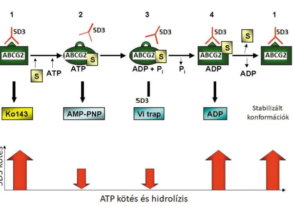 2. ábra: Az ABCG2 egyes konformációs állapotainak és az 5D3 kötődés kapcsolata 