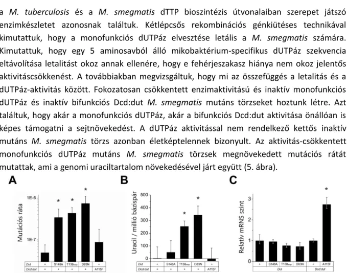 5. ábra: A monofunkciós és bifunkciós dUTPáz aktivitáscsökkentésének hatása a M. smegmatis mutációs rátájára (A) és DNS- DNS-ének uraciltartalmára (B)