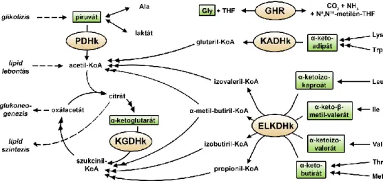 1. ábra. A LADH metabolikus szerepe. A LADH enzim az aerob szénhidrát anyagcserében (PDHk), a Szent- Szent-Györgyi-Krebs-ciklusban  (annak  egy  sebességmeghatározó  lépésében  [18-23])  (KGDHk),  illetve  aminosavak  lebontásában (elágazó szénláncú aminos