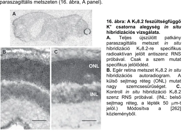 16. ábra: A K V 8.2 feszültségfüggő  K +   csatorna  alegység  in situ  hibridizációs vizsgálata