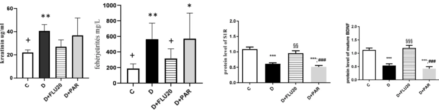 4. ábra  A S1R nagy affinitással kötődő fluvoxamin (FLU, 20mg/tskg) mérsékli a vesekárosodást és megelőzi a S1R-BDNF  fehérjék csökkenését diabéteszes  (D) patkányokban