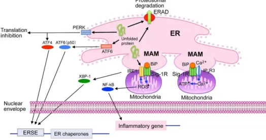 5. ábra A Sigma-1 receptor intracelluláris jelátviteli folyamatai (ER-endoplazmás retikulum, MAM-mitochondrium-asszociált ER,  IP 3 R3- inozitol-trifoszfát receptor -3 (IP 3 R3), IRE-1 inositol requiring 1, ERSE-endoplazmás retikulum stressz reticulum elem