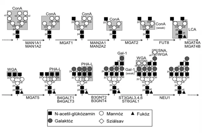 1. ábra. Az N-kapcsolt protein-glikoziláció folyamata emlőssejtekben.  