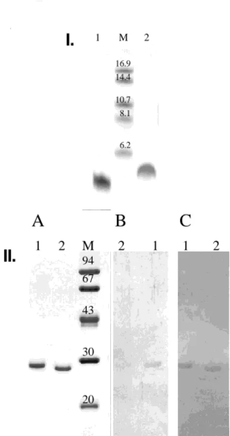 3. Ábra. A KRSE peptid, valamint a GST és a GST-KRSE fehérjék gél-elektroforézissel és  Western blotting-gal történő szeparálása és azonosítása 
