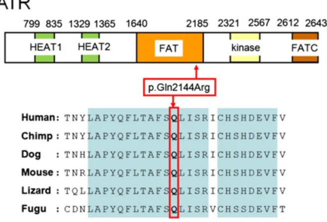 20. ábra. A p.Gln2144Arg mutáció lokalizációja a ATR fehérjén és a régió evolúciós  konzerváltságának bemutatása