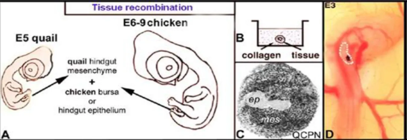 3. ábra: Chorioallantois membránon (CAM) történő eltenyésztés. A.) Az 5E embryoból kipreparált  utóbélszakaszokat 8 napos fürj vagy csirke embryo chorioallantois membránján in ovo tenyésztjük.