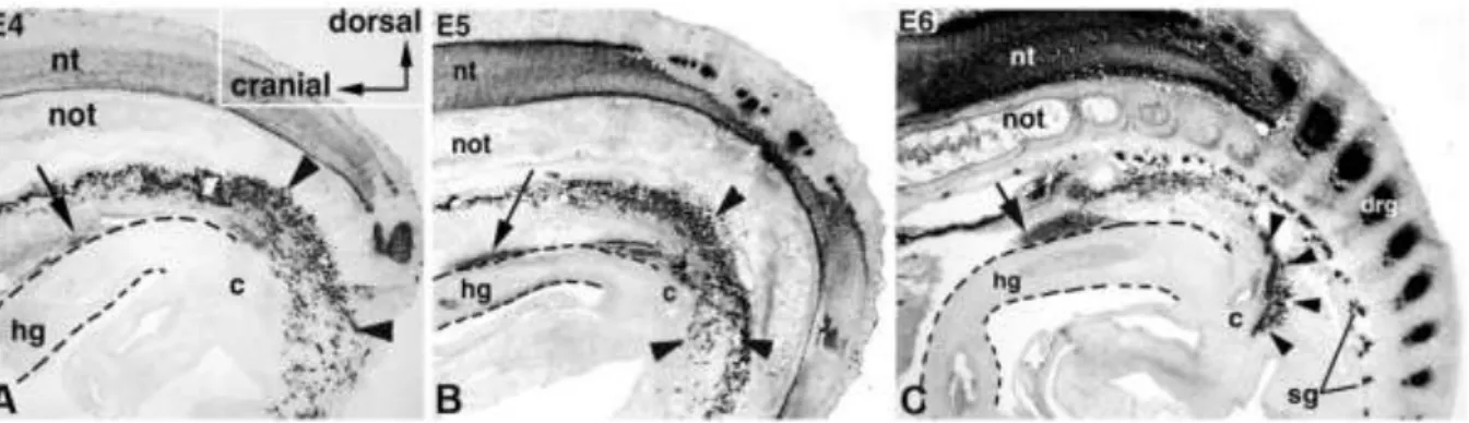 20. ábra: A plexus pelvicus és a Remak-ganglion korai fejlődése. A.) A HNK-1 ellenanyaggal festett  fürjembryo  median-sagittális  metszete  a  ventrálisan  vándorló  sacralis  velőcsőből  származó  ganglionléc-eredetű sejteket mutatja (nyílhegyek)