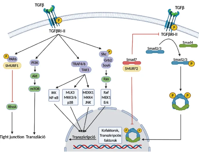 2. ábra TGF jelátviteli mechanizmusok sematikus összefoglalása. Az ábrán az elsődleges Smad útvonal (jobb  oldal) és az alternatív útvonalak is fel lettek tüntetve, további magyarázatok a szövegben.