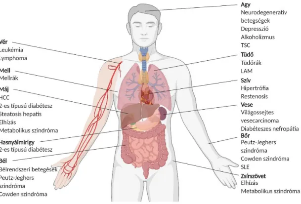 8. ábra mTOR aktivitás zavarok szerepe ismert a legkülönbözőbb szerveket érintő megbetegedésekben
