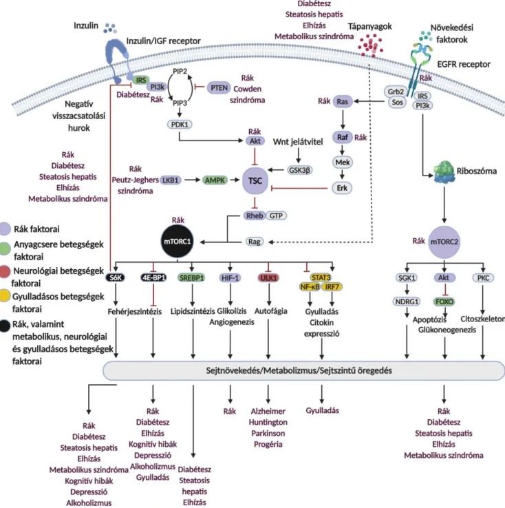 10. ábra AZ mTOR kináz központi szerepe a jelátviteli hálózatban és ezek összefüggése egyes betegségek  kialakulásával