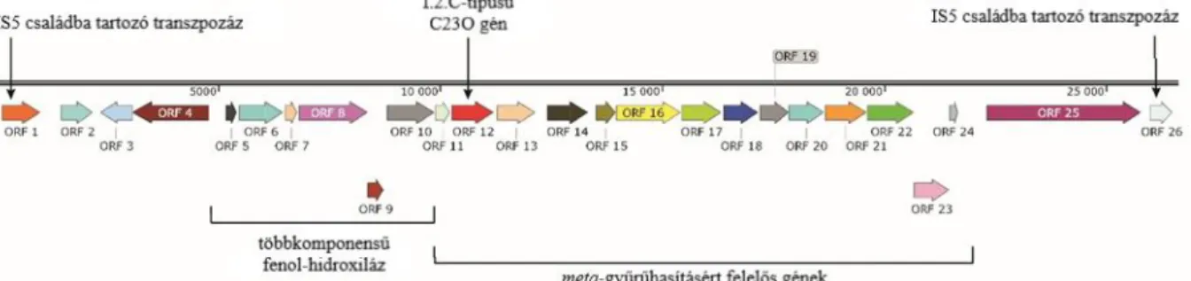 5. ábra:A M. spinosa AB6 genomjában kódolt fenol-lebontási klaszter sematikus ábrája. (Révész és  mtsai, 2020a alapján) 