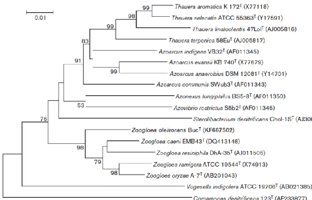 1. ábra: A Buc T  törzs filogenetikai helyzetét bemutató, neighbor-joining módszerrel készült fa