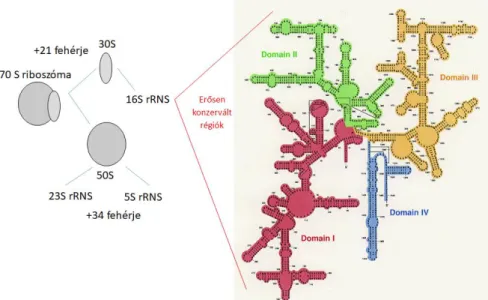 3. ábra. Az E. coli 16S rRNS molekulájának (elsődleges és másodlagos) szerkezete Grisham és Garrett (1995)  nyomán 
