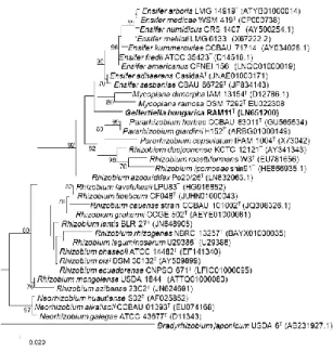 4. ábra. A RAM11 T  baktériumtörzs és rokonai 16S rRNS génje alapján készült ML filogenetikai törzsfa