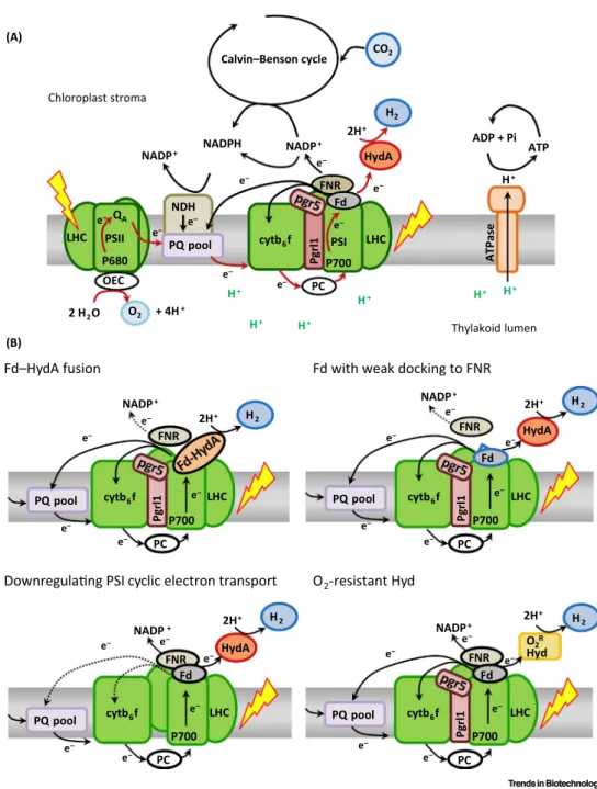 Figure 1. Photosynthesis and Possibilities to Improve H 2 Production by the Green Alga Chlamydomonas reinhardtii .