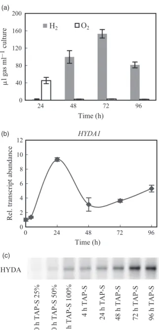 Figure 1. H 2 production and hydrogenase expression upon sulphur depri- depri-vation in Chlamydomonas reinhardtii.