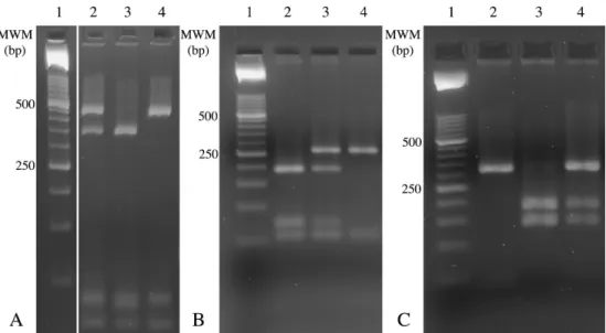 14. ábra. PCR-RFLP módszer fejlesztése a CFH Y402H (A), a LOC387712 rs10490924 (B) és a HTRA1  rs11200638 (C) polimorfizmusok kimutatására