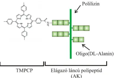 12. ábra A TMPCP-elágazó láncú polipeptid konjugátum (TMPCP-AK) sematikus felépítése   Az elágazó láncú polipeptid polilizin gerincének átlagos polimerizációs  foka  