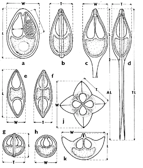 1.1. ábra:  A nyálkaspórások myxospóra típusainak sematikus rajza és a morfometriai vizsgálatokhoz  szükséges méretek felvételének módja