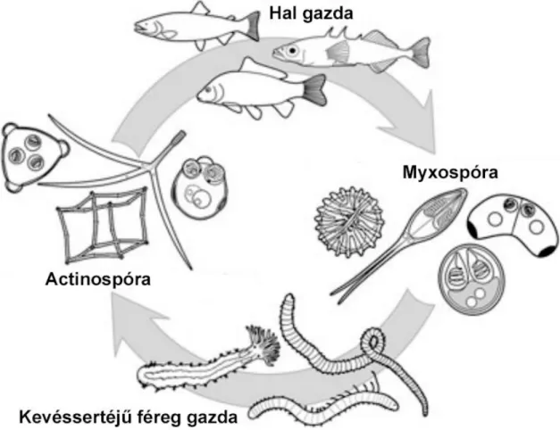1.3. ábra:  Nyálkaspórás paraziták kétgazdás fejlődési ciklusának általánosított és sematikus ábrája