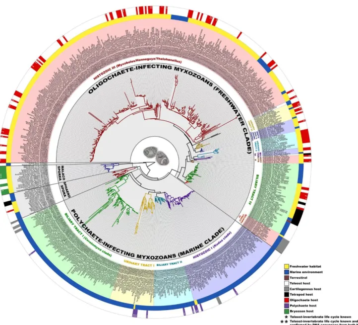 1.5. ábra:  18S rDNS  alapján  készült,  több  száz  nyálkaspórás  faj  rokonsági  viszonyait  bemutató  filogenetikai vizsgálat eredménye (Holzer et al