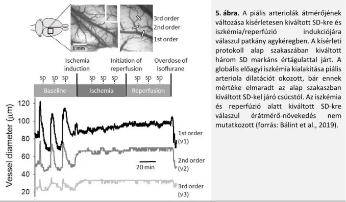 5. ábra.  A  piális  arteriolák  átmérőjének  változása kísérletesen kiváltott SD-kre és  iszkémia/reperfúzió  indukciójára  válaszul patkány agykéregben