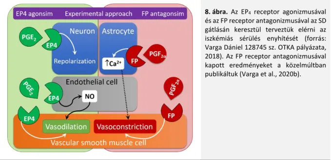8. ábra.  Az  EP 4   receptor  agonizmusával  és az FP receptor antagonizmusával az SD  gátlásán  keresztül  terveztük  elérni  az  iszkémiás  sérülés  enyhítését  (forrás: 