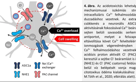 4. ábra.  Az  acidotoxicitás  lehetséges  sejtszintű  mechanizmusai  iszkémiás  stroke  esetén  intracelluláris  Ca 2+   felhalmozódáshoz  és   sejt-duzzadáshoz  vezetnek