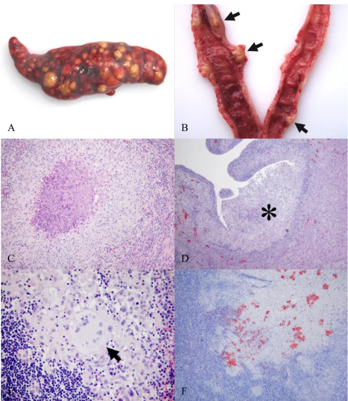3. ábra: B. suis 2-es biotípusa okozta kórszövettani és IHK elváltozások mezei nyúl szerveiben