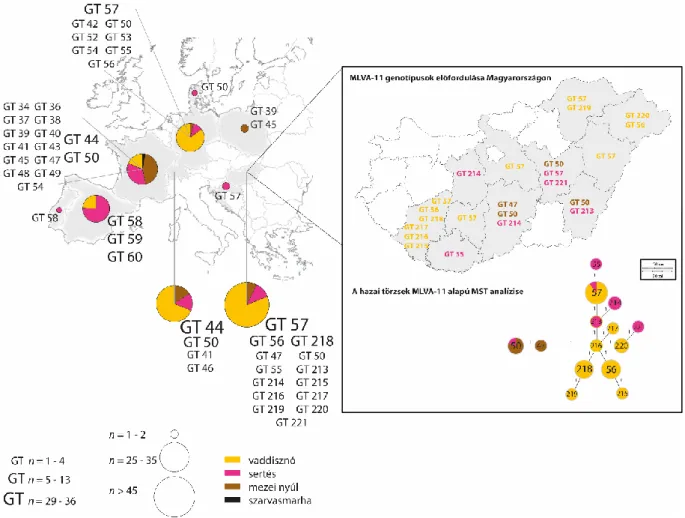 11. ábra: A vizsgálatba bevont B. suis 2-es biotípusú törzsek földrajzi eredete. A genotípus (GT)  számok mérete reprezentálja az adott MLVA11 genotípusú törzsek számát
