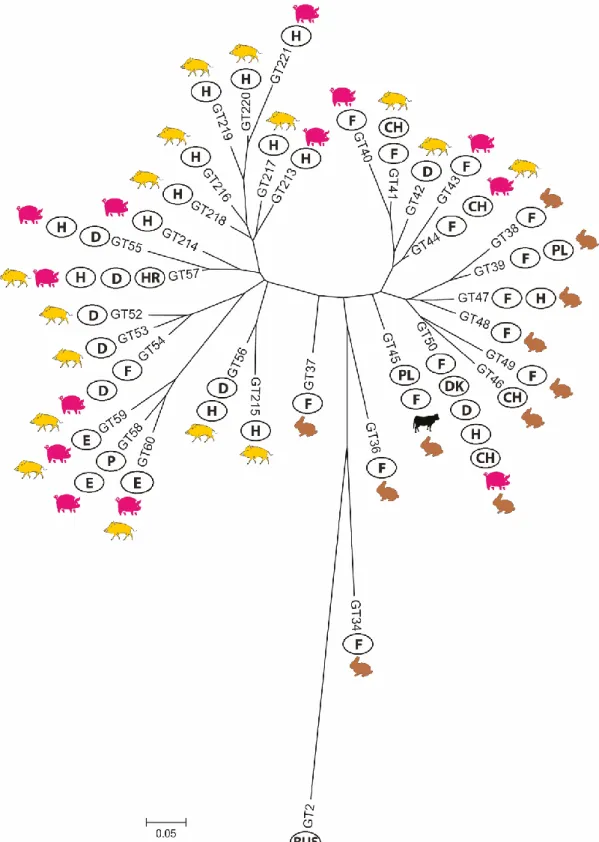 12. ábra: B. suis 2-es biotípusú törzsek MLVA11 elemzése alapján készített neighbor-joining  törzsfa