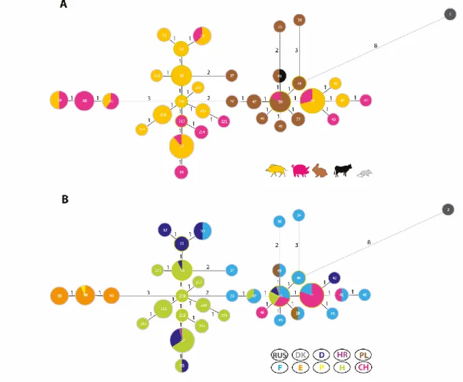 13. ábra: B. suis 2-es biotípusú törzsek MLVA11 elemzése alapján készített minimum spanning  törzsfa gazdafaj (A) és földrajzi eredet (B) szerint színkódolva