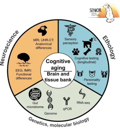 Figure 1. Visual abstract of the Senior Family Dog Project. ((f)MRI (functional) magnetic resonance imaging, UHR-CT: 