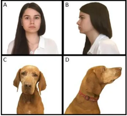Figure 11. Four types of image were used as test-stimuli. Human portrait (A), human profile (B), dog portrait (C)  and dog profile (D)