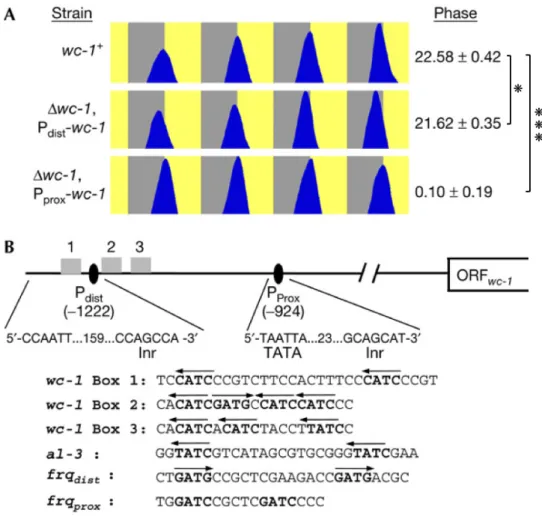 17. ábra: A wc-1 gén összetett szabályozása és ennek szerepe a konidizációs ritmusban   
