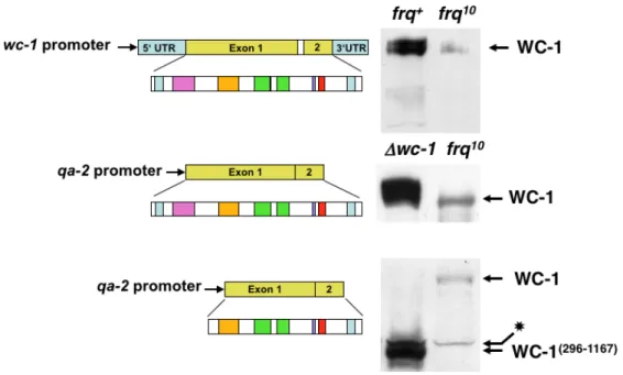 18. ábra: wc-1 génrégiók szerepe a FRQ WC-1 expressziót fokozó hatásában   