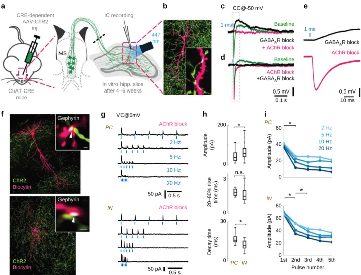 Fig. 3 Optogenetic stimulation of cholinergic ﬁ bres elicits composite GABAergic and cholinergic postsynaptic responses