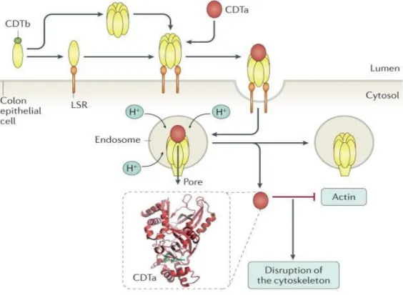 2. ábra: A C. difficile binary toxin hatásmechanizmusa (Smits WK. et al. 2016). 