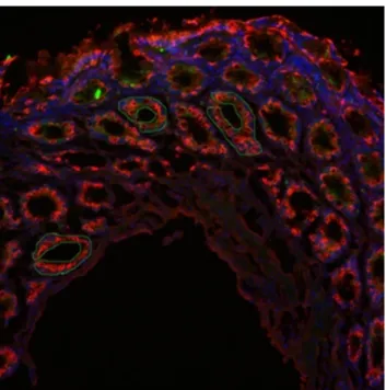 Figure 1 Immunofluorescently double stained colonic sam- sam-ple. The green line marks the area with the cells measured (10  magnification)