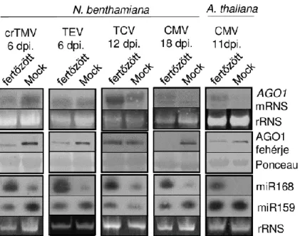 16. ábra Az AGO1 mRNS, AGO1 fehérje és a miR168 szint vizsgálata vírusfertőzött  növényekben.