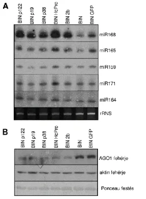 18. ábra Az A/ miR168 és az B/ AGO1 fehérje  szintjének vizsgálata különböző VSR-ek 